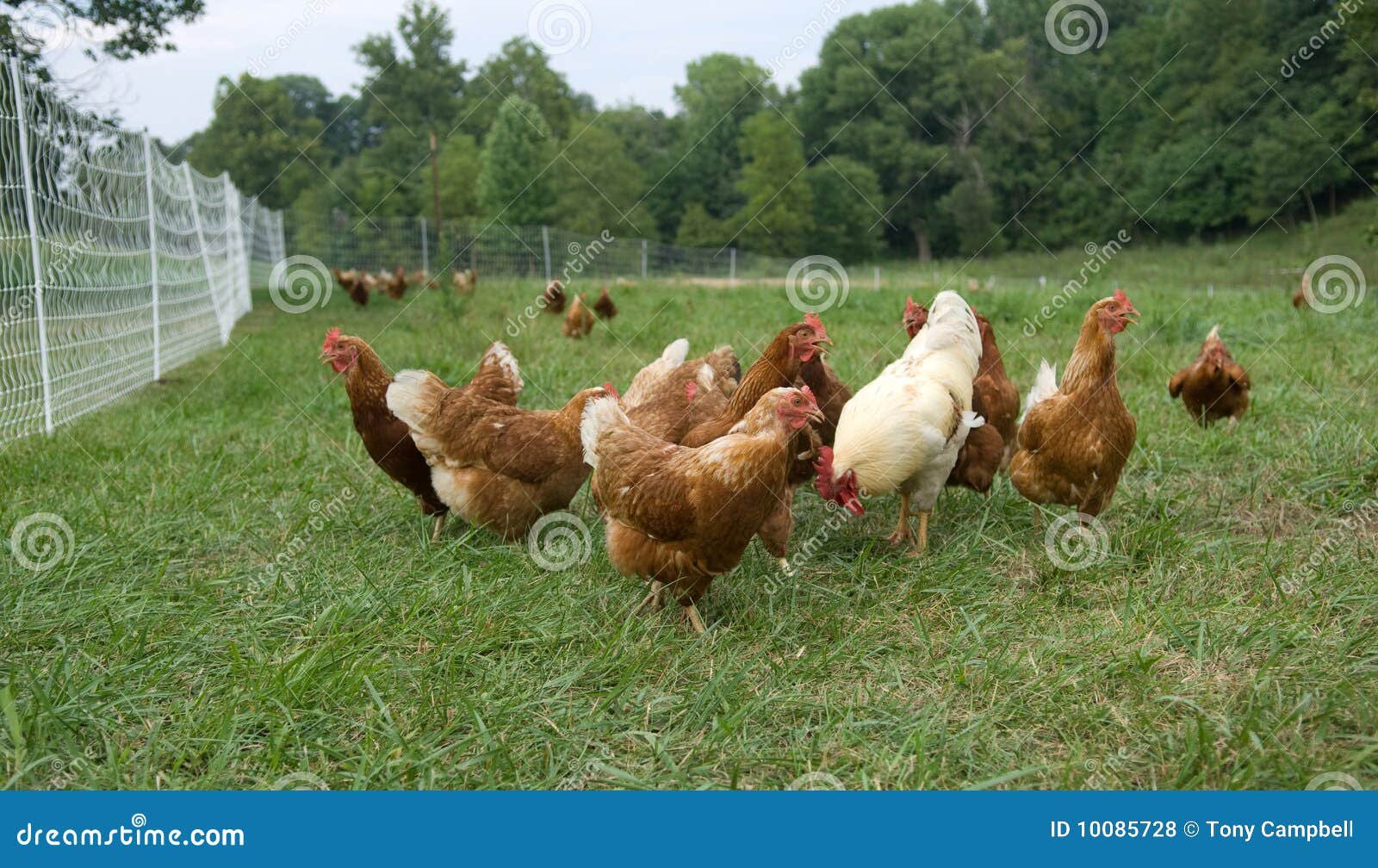 đá gà thomo ngày 11 tháng 8 năm 2019,Đá gà Thomo ngày 11 tháng 8 năm 2019: Thứ hai, một ngày đầy kịch tính đá gà thomo ngày 11 tháng 8 năm 2019,Đá gà Thomo ngày 11 tháng 8 năm 2019: Thứ hai, một ngày đầy kịch tính