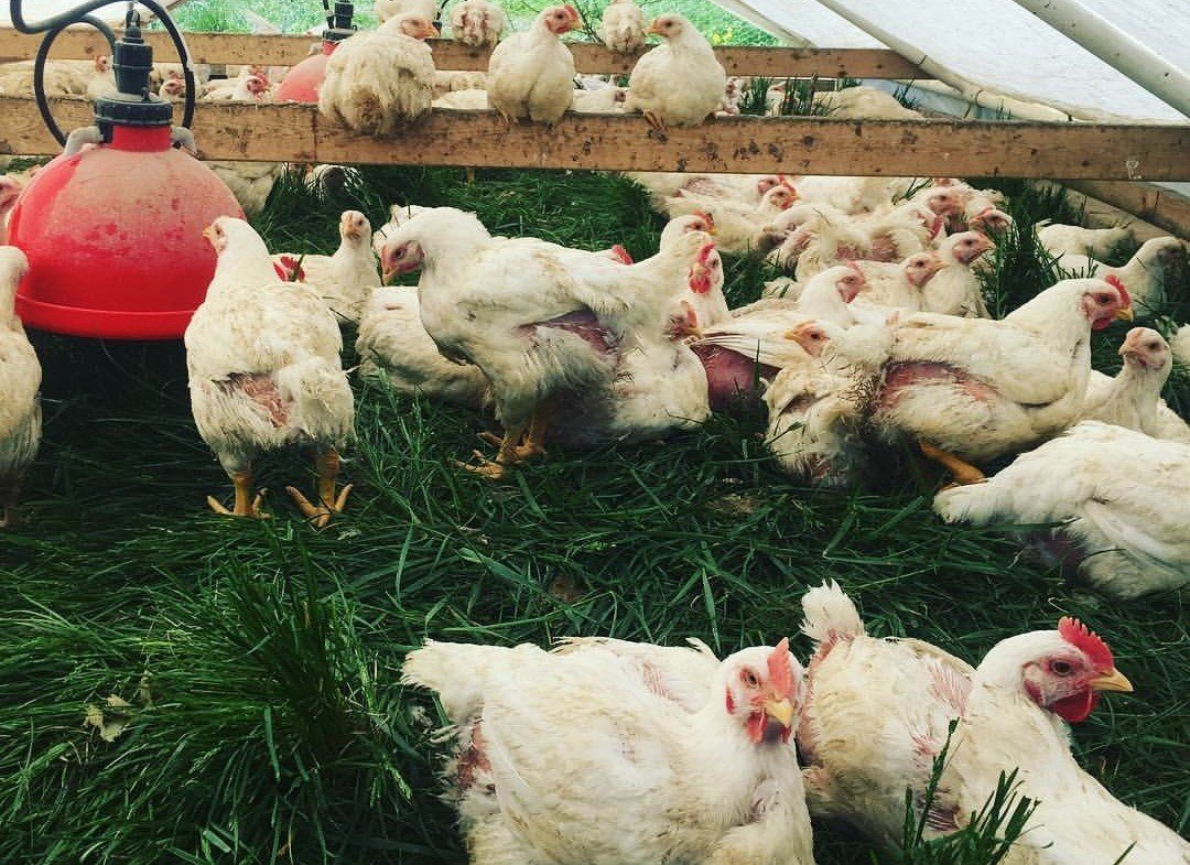 các thế đá của gà nòi,Các Thế Đá Của Gà Nòi: Đặc Điểm Thường Gặp và Ý Nghĩa các thế đá của gà nòi,Các Thế Đá Của Gà Nòi: Đặc Điểm Thường Gặp và Ý Nghĩa